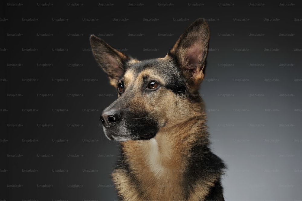 German shepherd portait in a gray studio