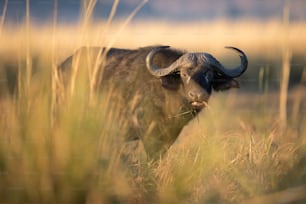 Un búfalo del Cabo en el Parque Nacional de Chobe, Botsuana.