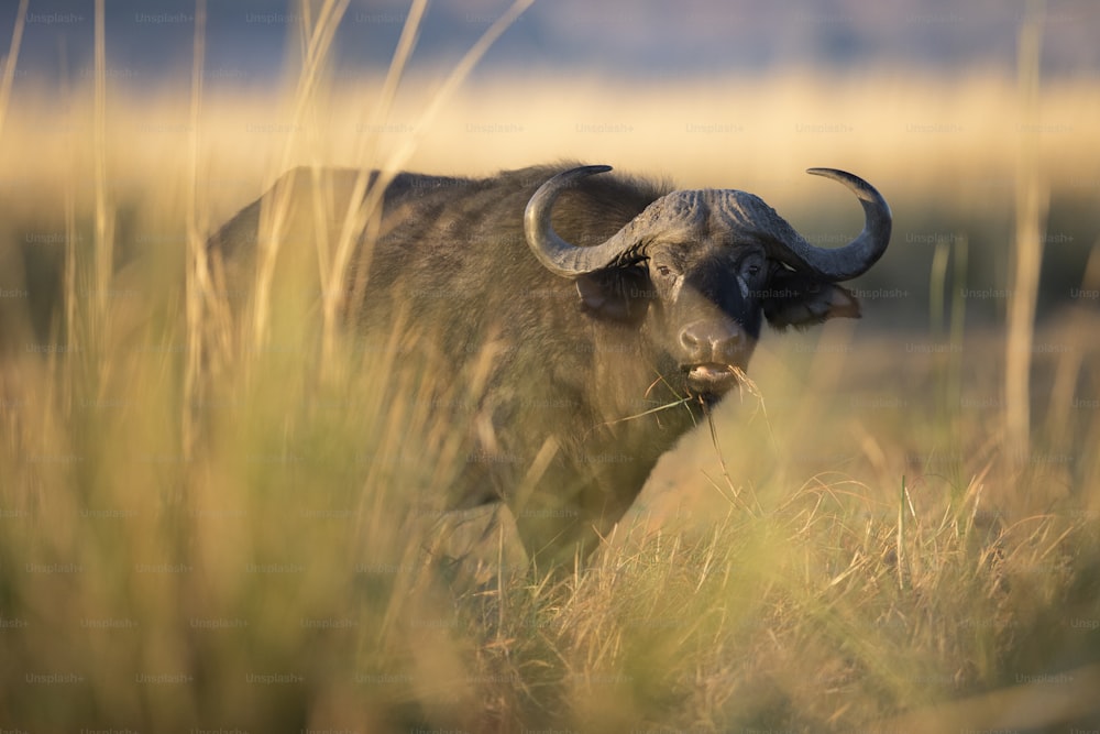 Um búfalo do cabo no Parque Nacional de Chobe, Botsuana.