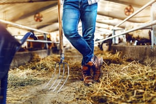 Abgeschnittenes Bild eines Bauern, der sich im Stall auf eine Heugabel stützt. Im Hintergrund sind Kälber und Kühe zu sehen.