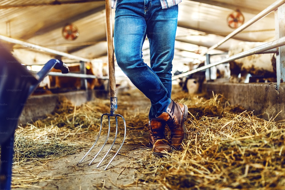 Cropped picture of farmer leaning on hay fork while standing in stable. In background are calves and cows.