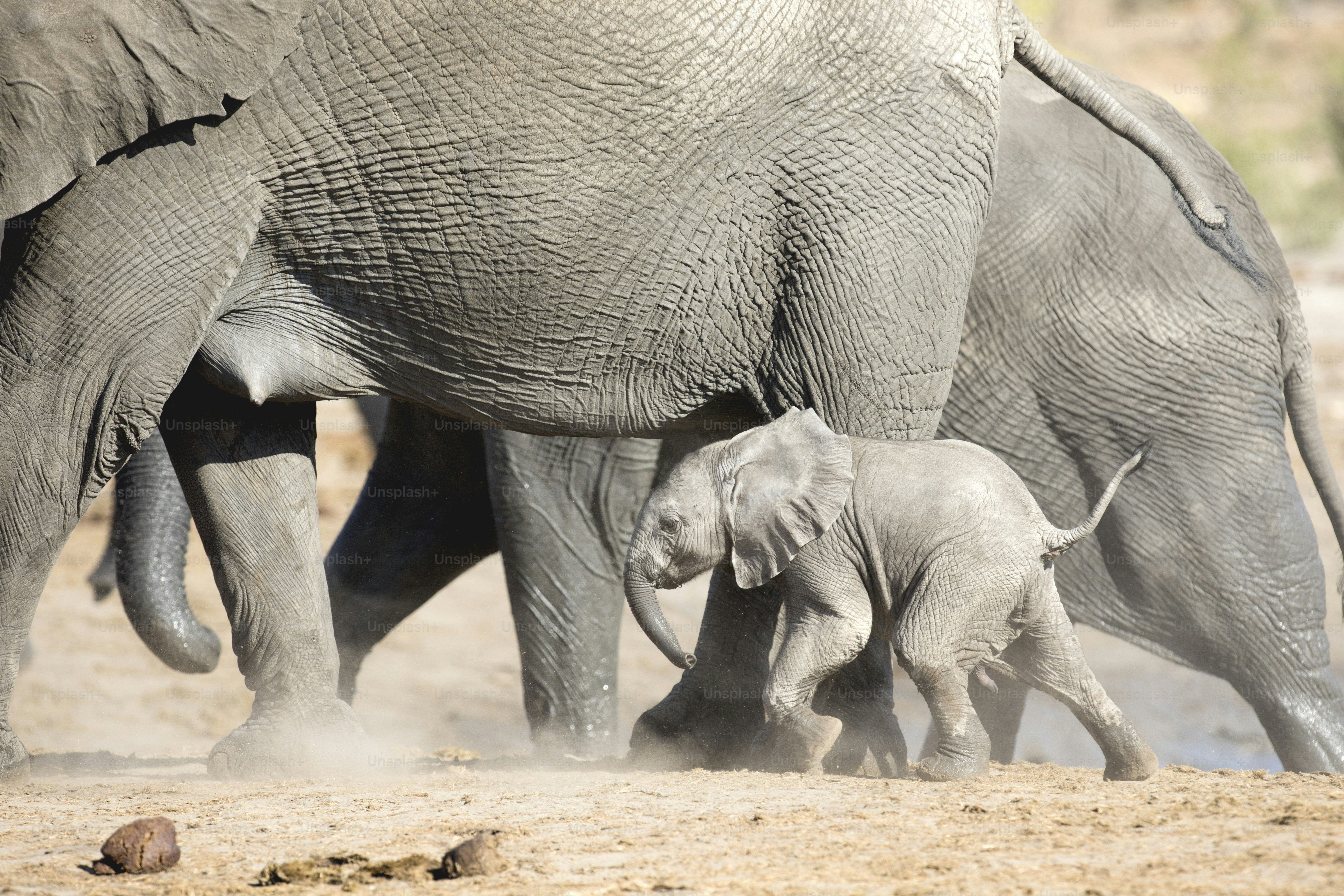 Ein junges Elefantenkalb spielt in der Nähe seiner Herde im Etosha Nationalpark, Namibia