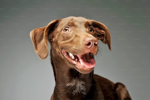 Retrato de un adorable cachorro mestizo que parece satisfecho