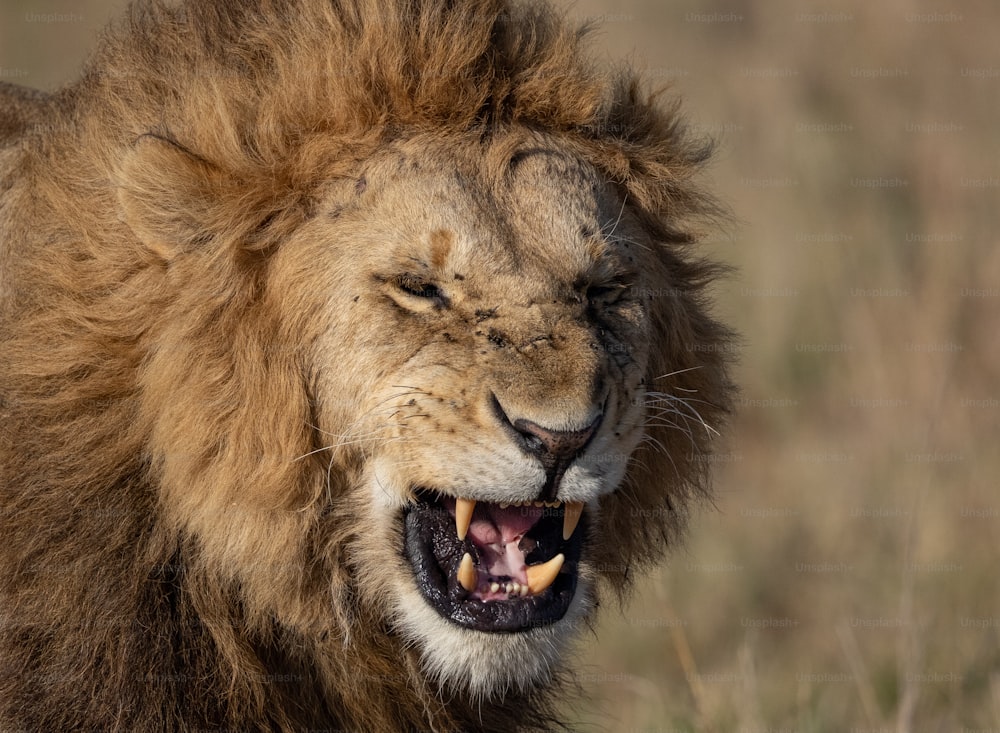 A lion portrait in the Maasai Mara, Africa