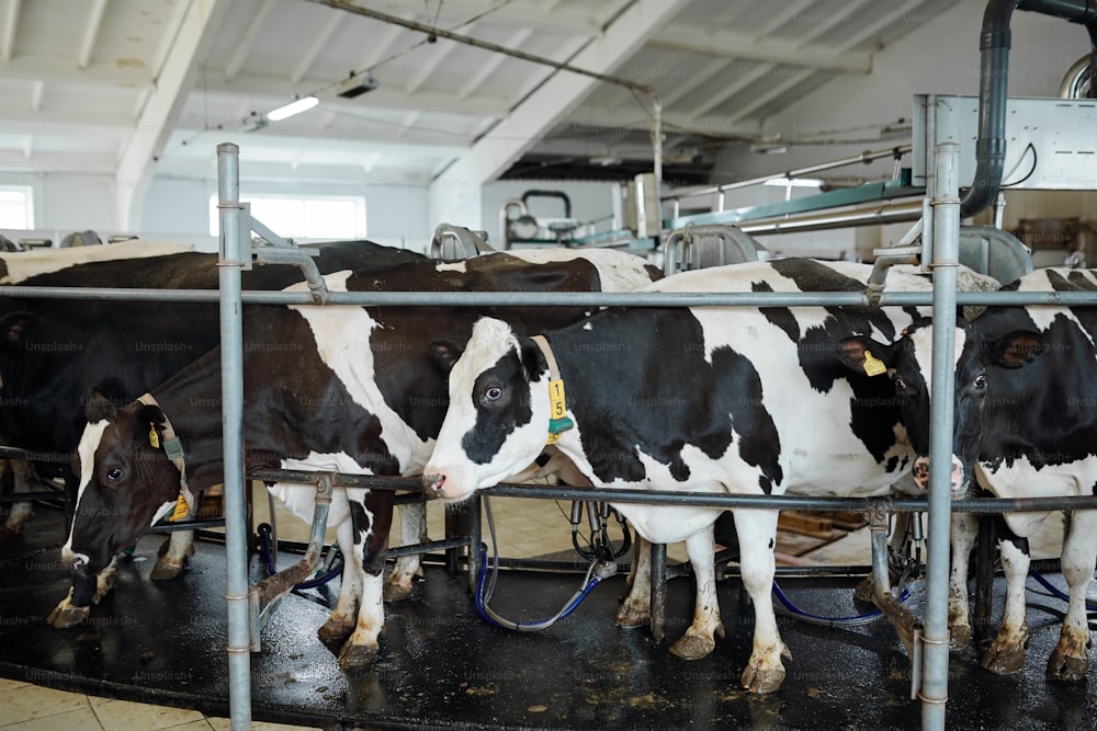 현대 농장의 울타리 뒤에 큰 마구간이나 마구간에 줄을 서 있는 우유 젖소의 중간 그룹