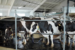 Medium group of milk cows standing in row in large stall or stable behind fence in modern farm