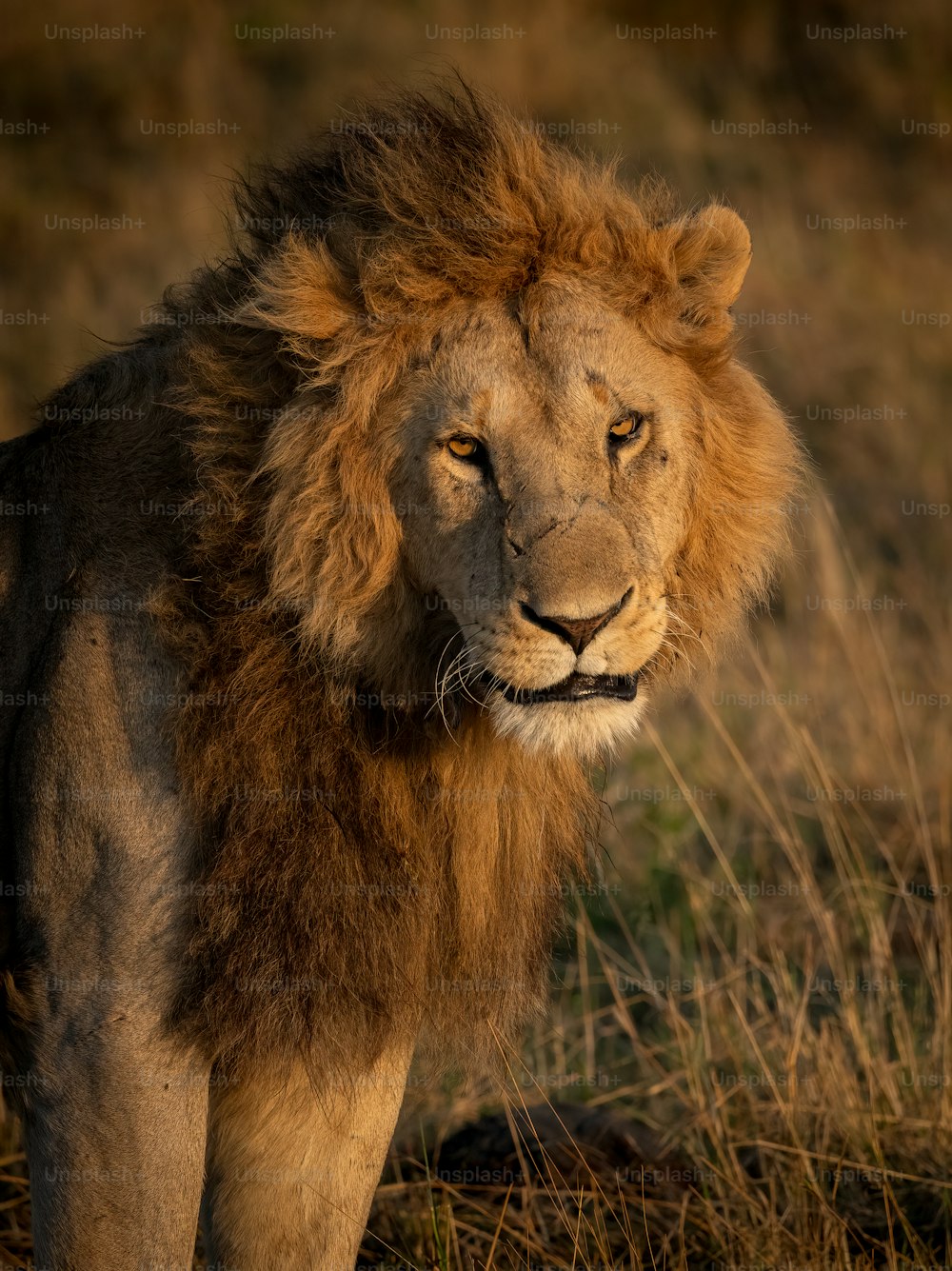 Retrato de un león en el Masai Mara, África