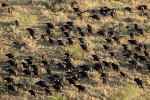 Buffalo herd in the Okavango Delta