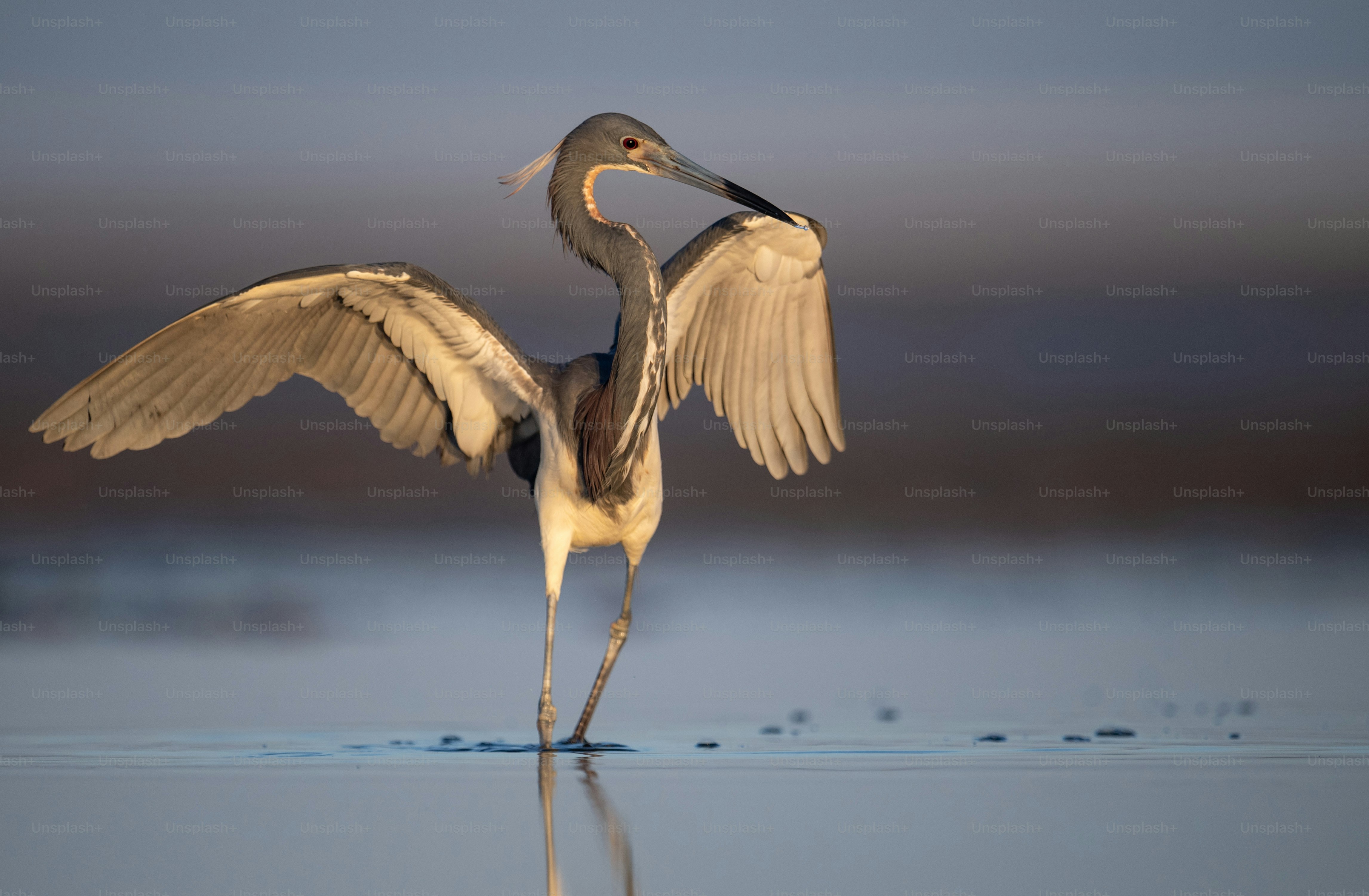 Tricolored Heron in Northern Florida
