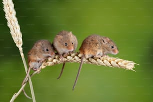 Cute harvest mice micromys minutus on wheat stalk with neutral green nature background