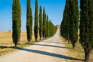 イタリアの田舎の脇道に沿って漕ぐ糸杉の木の有名なトスカーナの風景。ヒノキの木は、イタリアを訪れる多くの観光客に知られているトスカーナの象徴です。