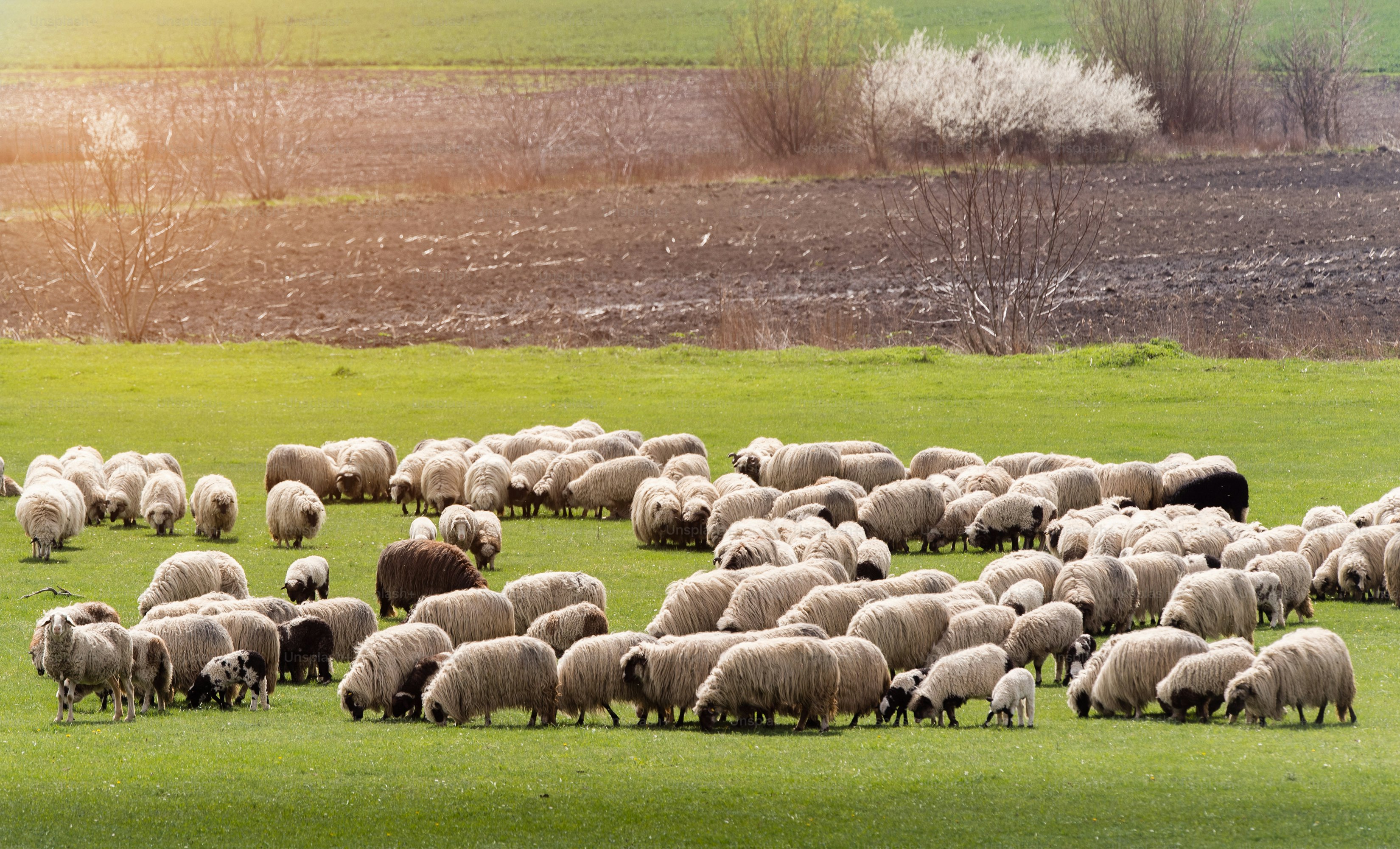Herd of sheep on pasture - meadow in spring season photo – Animal Image ...