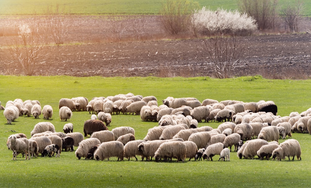 Herd of sheep on pasture - meadow in spring season