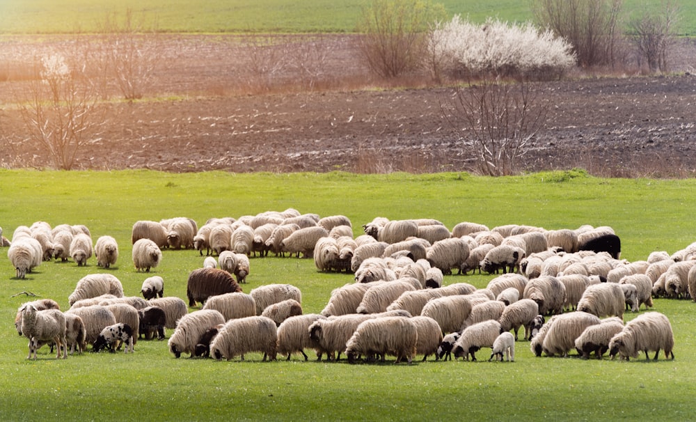 牧草地の羊の群れ - 春の季節の牧草地