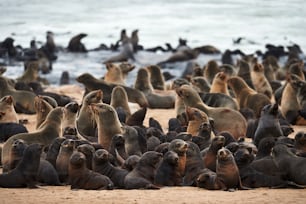 Gran colonia de lobos marinos del Cabo (Arctocephalus pusillus) en la cruz del Cabo en Namibia