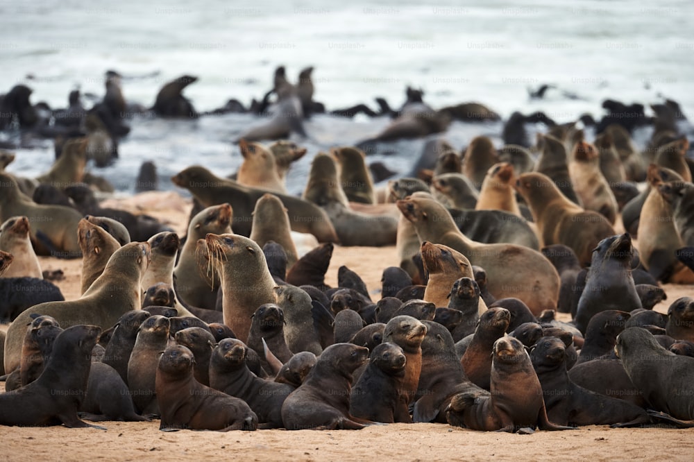 Great colony of Cape fur seals (Arctocephalus pusillus) fur at Cape cross in Namibia