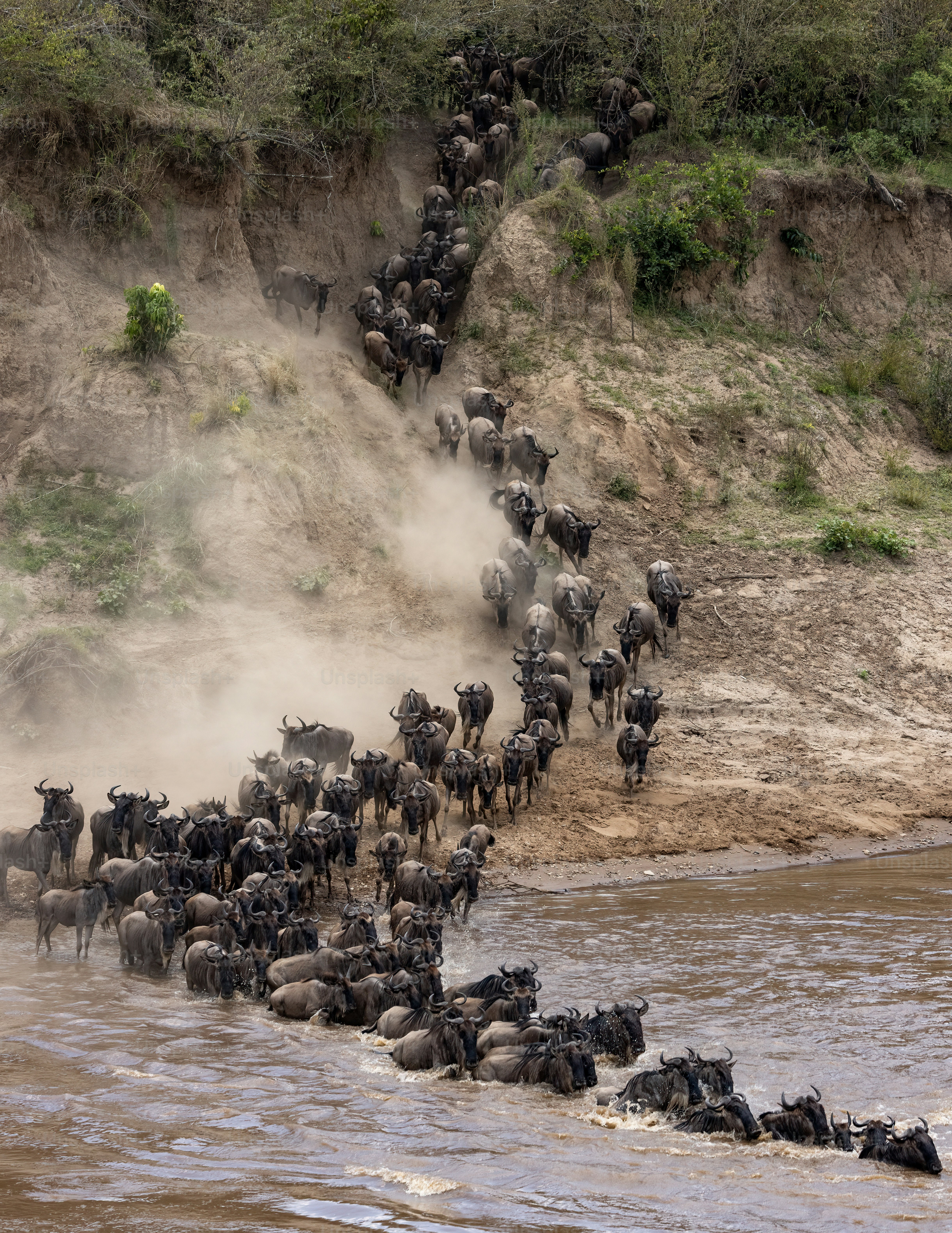 The wildebeest migration in Africa