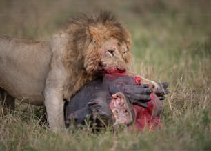 A lion portrait in the Maasai Mara, Africa