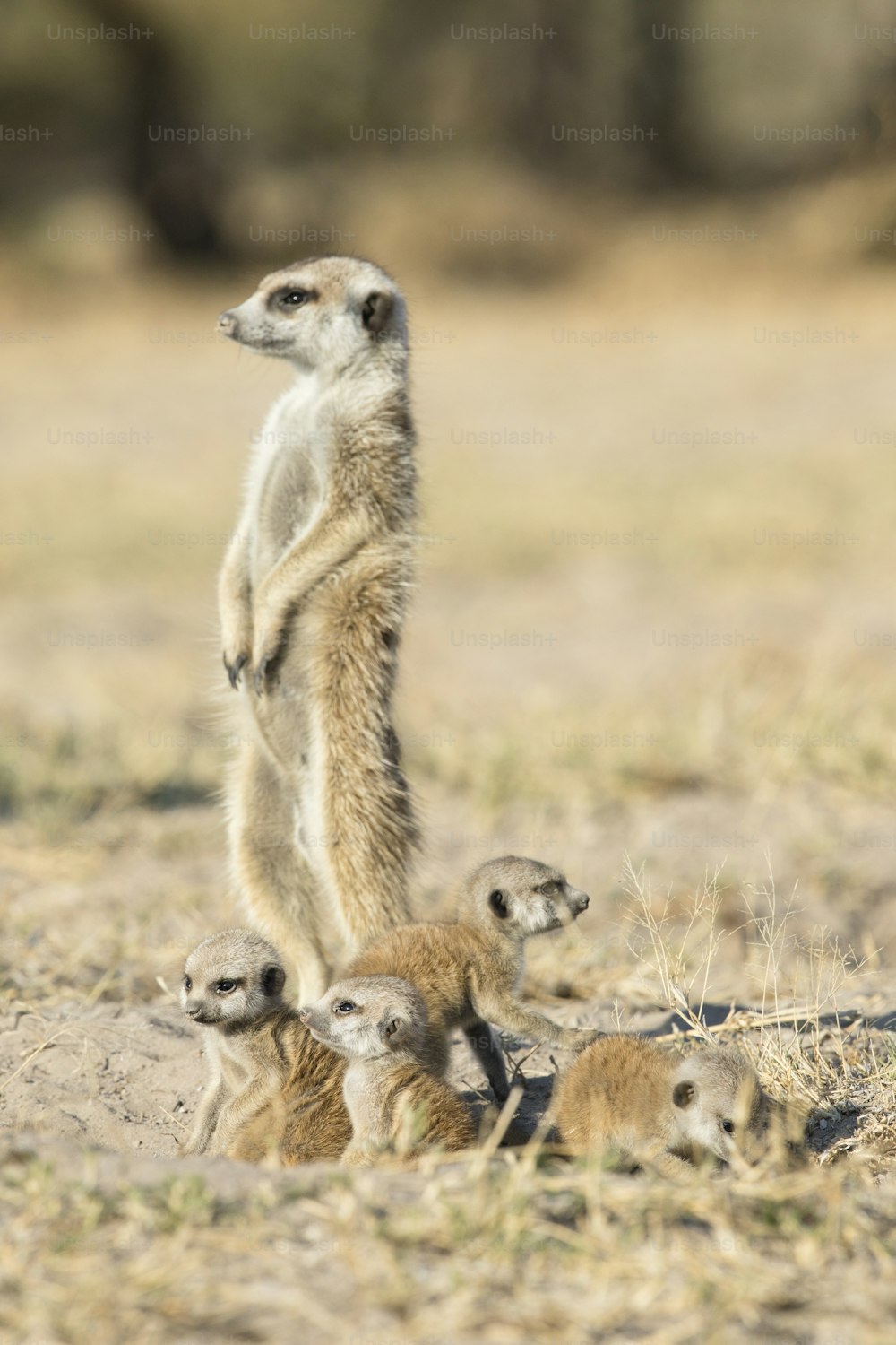 A Meerkat bathing in the first sunlight of day.