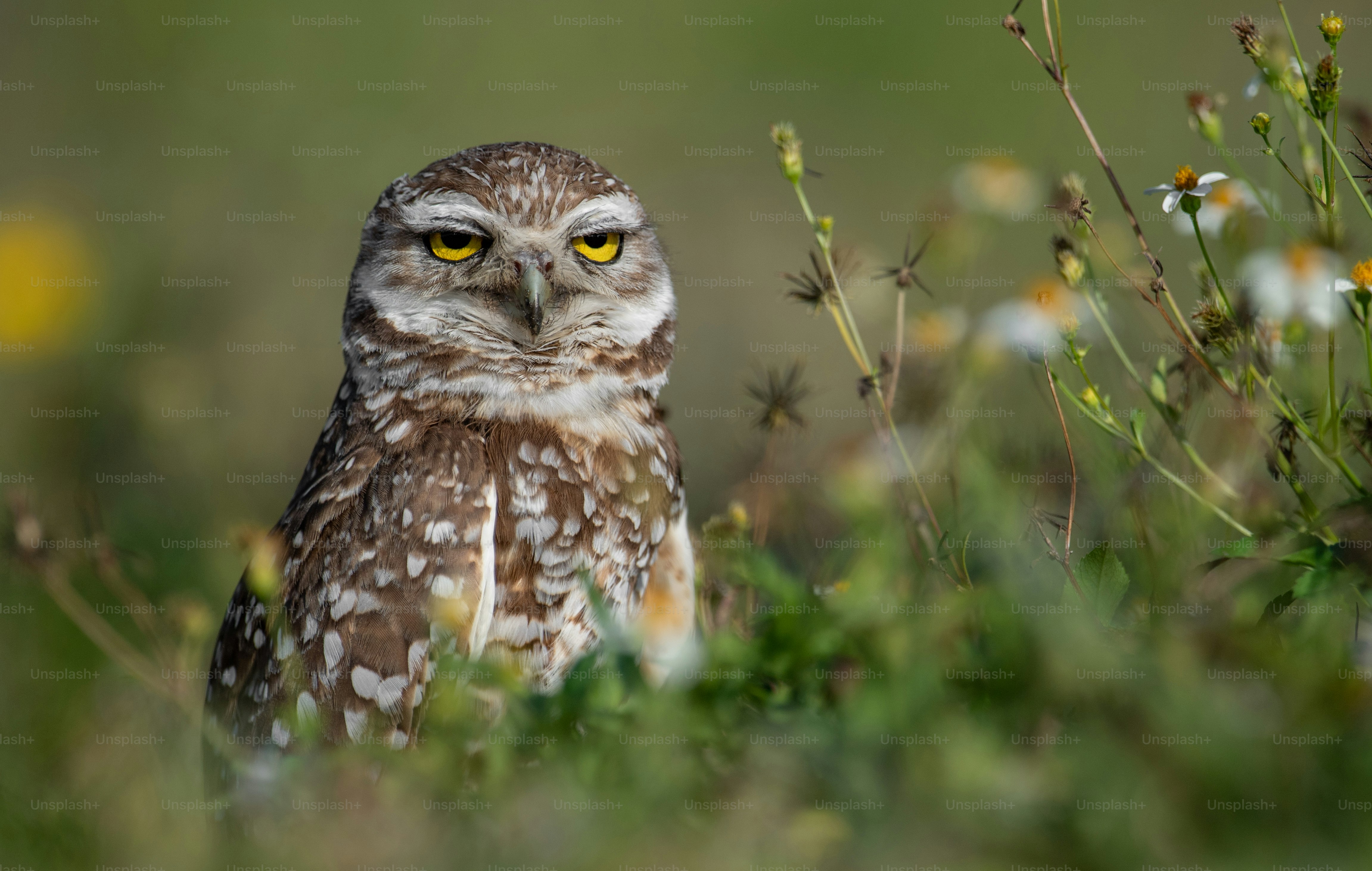 A burrowing Owl in Cape Coral, Florida.