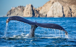 Tail of the humpback whale. Mexico. Sea of Cortez. California Peninsula . An excellent illustration.