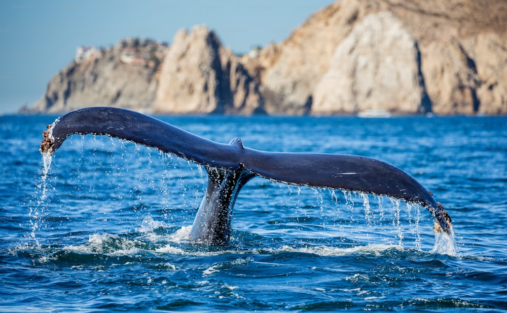 ザトウクジラの尻尾。メキシコ。コルテスの海。カリフォルニア半島。素晴らしいイラストです。
