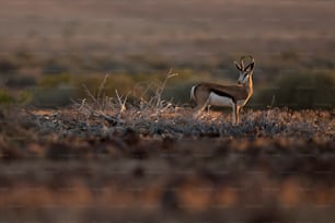 Springbok dans la concession de Palmwag, Namibie.