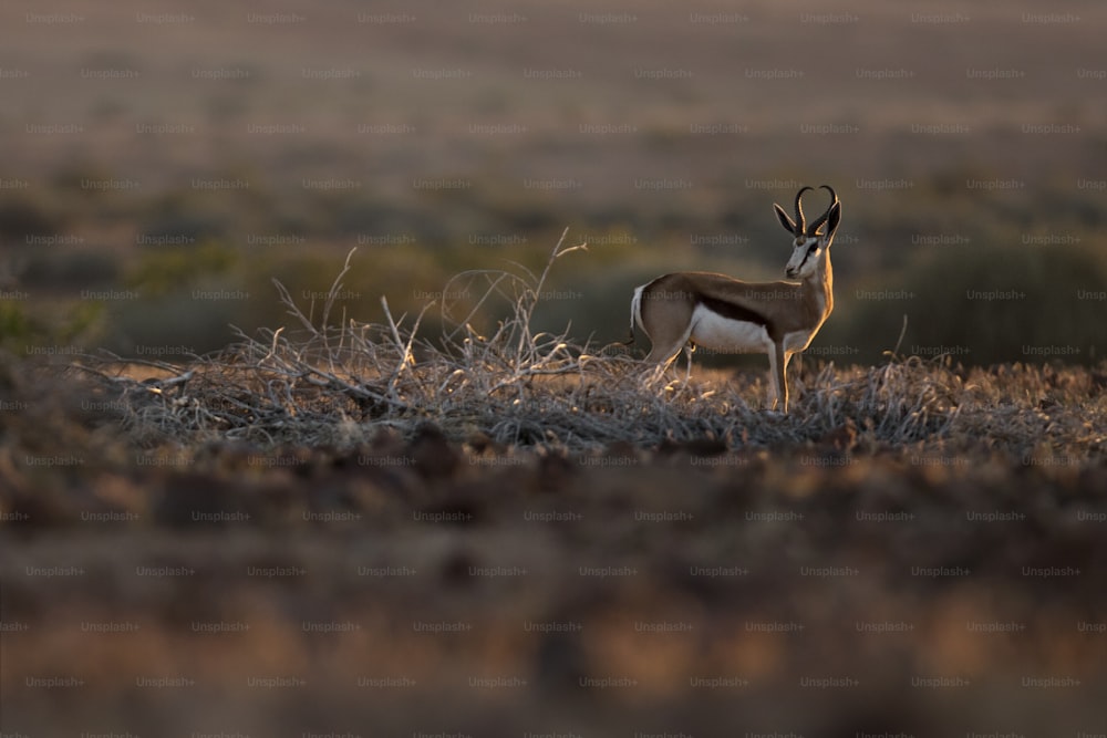 Springbok nella concessione di Palmwag, Namibia.