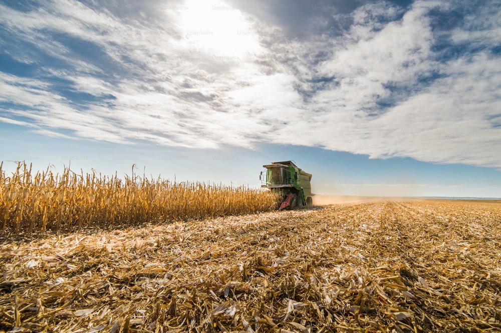 Harvesting of corn field with combine in early autumn