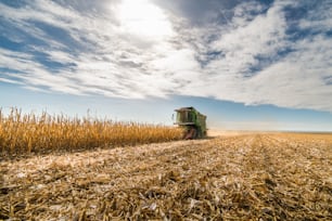 Raccolta del campo di mais con mietitrebbia all'inizio dell'autunno