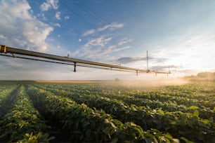 Irrigation system watering a crop of soy beans at field
