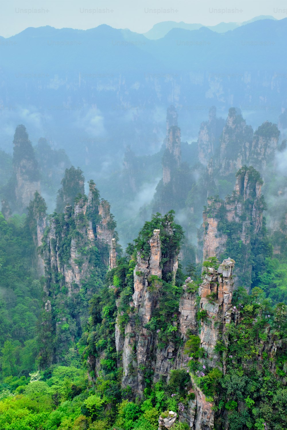 Berühmte Touristenattraktion von China - Zhangjiajie Steinsäulen Klippen Berge in Nebelwolken bei Wulingyuan, Hunan, China