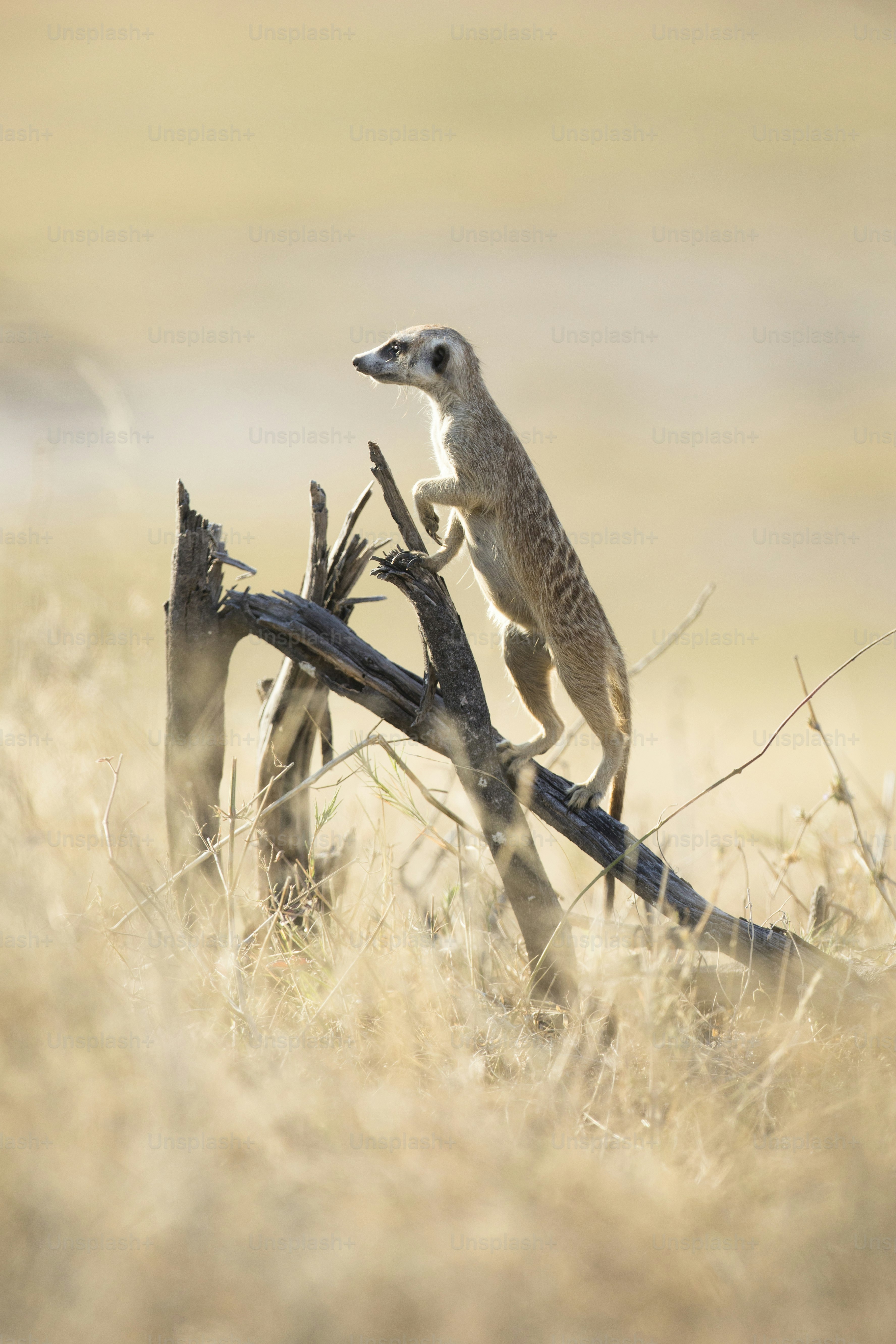 A Meerkat bathing in the first sunlight of day.