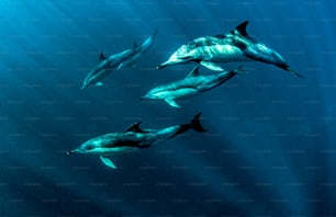 Eine Schule von Delfinen in Südafrika