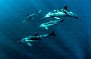 A school of dolphins in South Africa