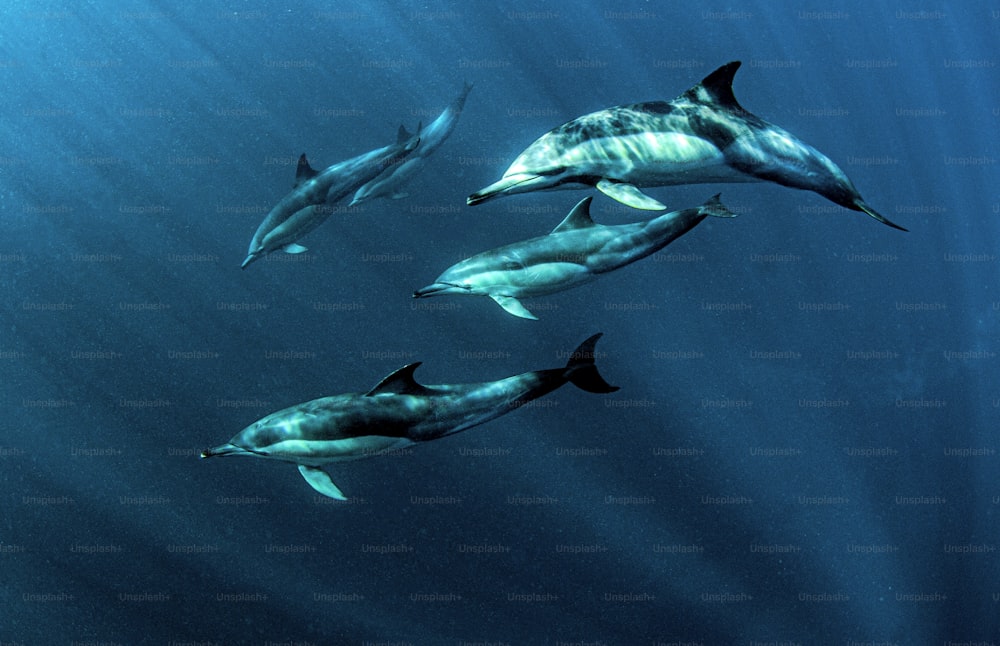 Un banc de dauphins en Afrique du Sud