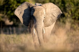 Portrait of an elephant bull.