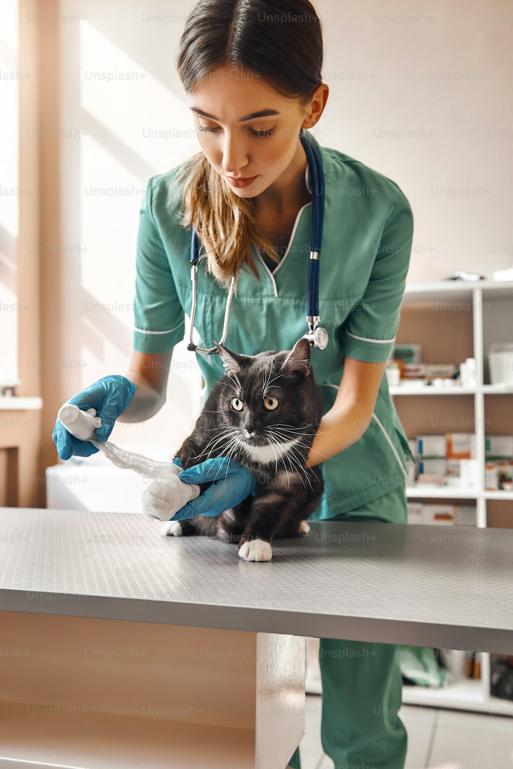 Be patient a little. Vertical photo of professional female veterinarian bandaging a paw of a big black cat lying on the table in veterinary clinic. Pet care concept. Medicine concept. Animal hospital