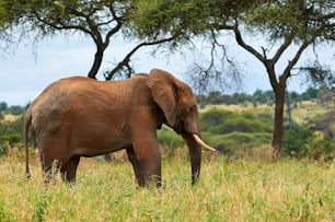 African elephant (Loxodonta africana) walks alone in the grassy savannah of Tanzania.