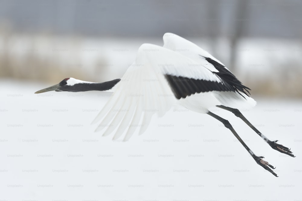 Landing of crane.  The red-crowned crane. Scientific name: Grus japonensis, also called the Japanese  or Manchurian crane, is a large East Asian Crane.