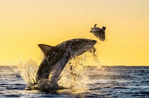 Silhouette of jumping Great White Shark. Red sky of sunrise.  Great White Shark  breaching in attack. Scientific name: Carcharodon carcharias. South Africa.