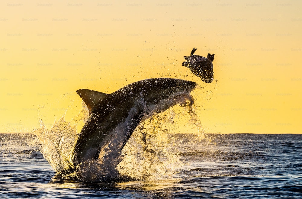 Silhouette des springenden Weißen Hais. Roter Himmel des Sonnenaufgangs.  Weißer Hai bricht im Angriff ein. Wissenschaftlicher Name: Carcharodon carcharias. Südafrika.