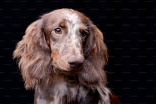 Retrato de un lindo cachorro de perro salchicha - foto de estudio, aislado en negro.