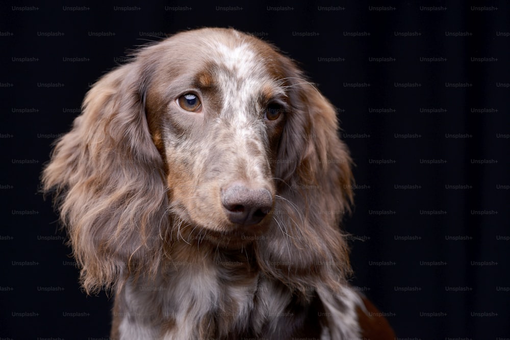 かわいいダックスフンドの子犬の肖像画 - スタジオショット、黒で隔離。