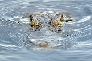 Yellow crocodile eyes