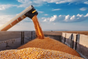 Machine for separating corn grains working on field and filling tractor trailer with corn. Autumn time. Husbandry concept.