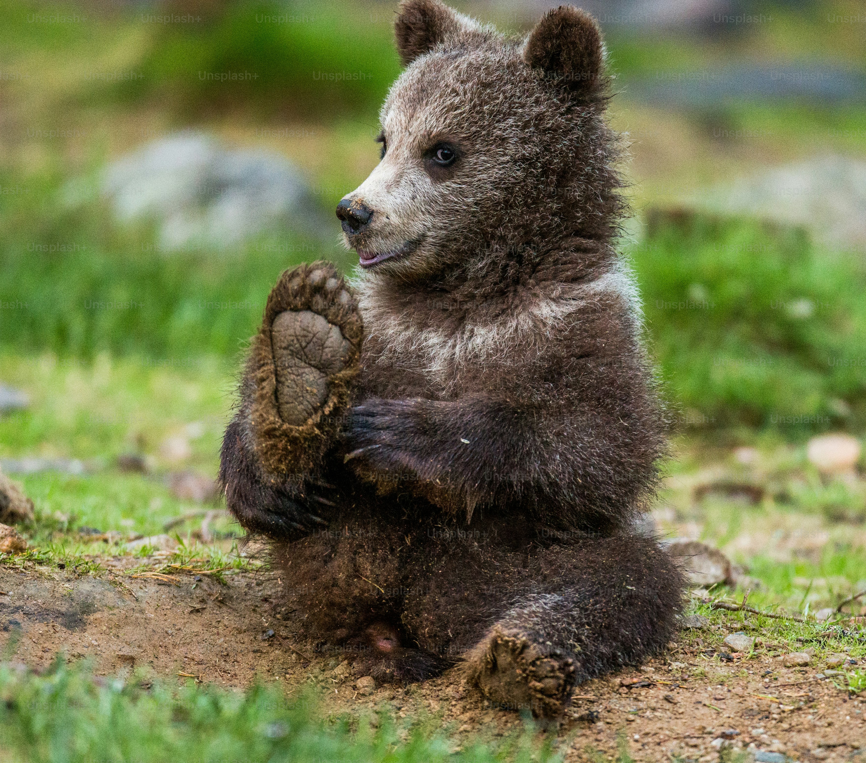 Funny bear cub sits on the ground in the forest. summer. finland. photo – Mammal Image on Unsplash