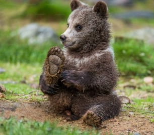 Filhote de urso engraçado senta-se no chão na floresta. Verão. Finlândia.