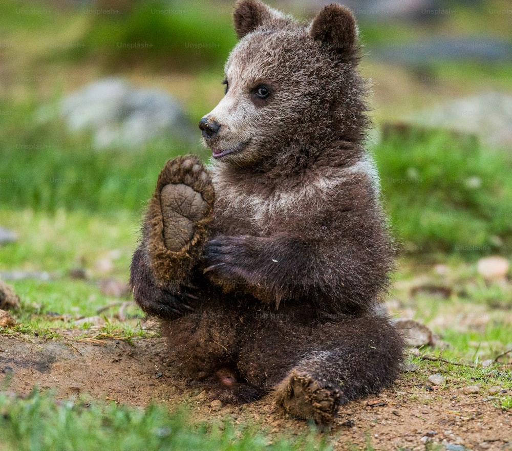 Filhote de urso engraçado senta-se no chão na floresta. Verão. Finlândia.