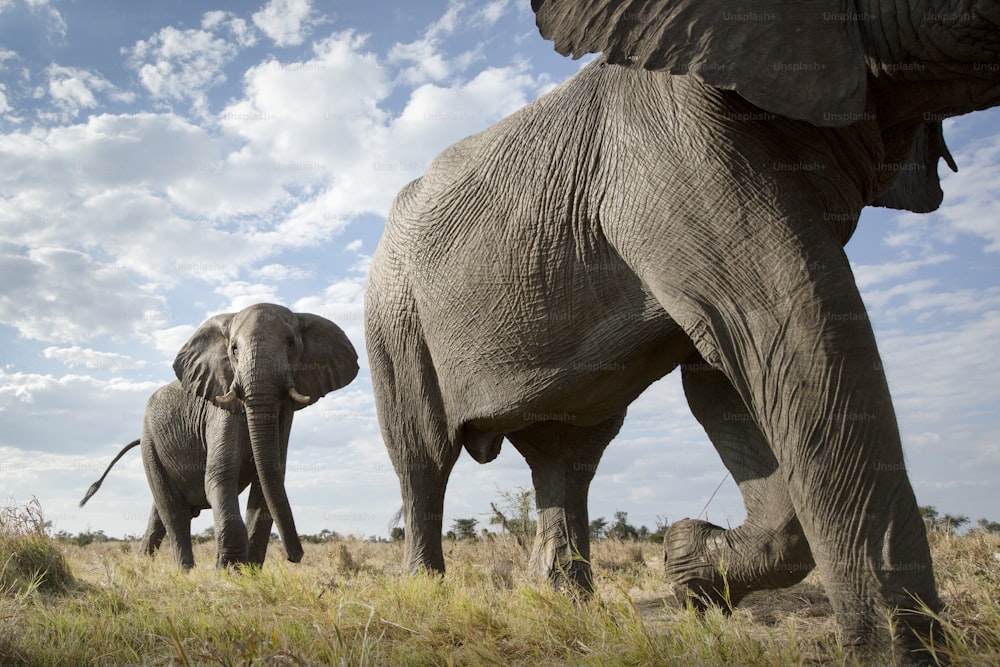 Un ángulo bajo de un elefante en Botsuana